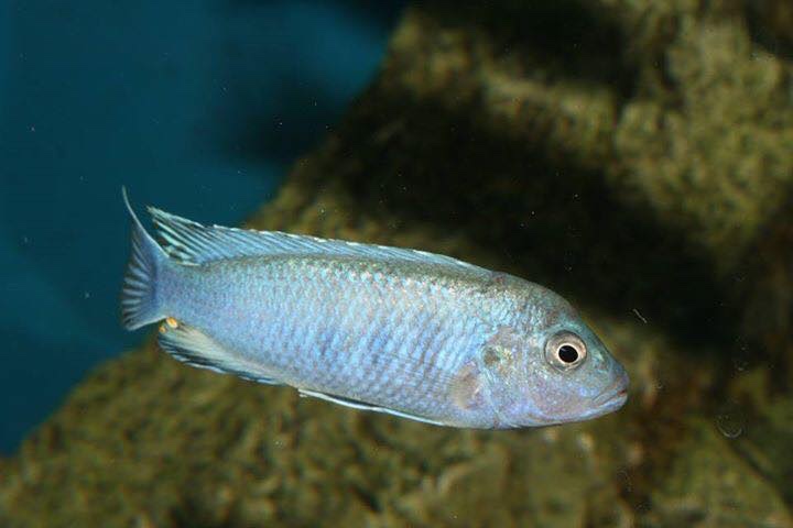 Chindongo heteropictus 'Chizumulu Island'